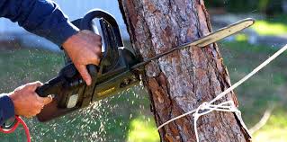 Best Fruit Tree Pruning  in Kinnelon, NJ
