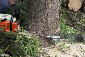 Best Commercial Tree Services  in Kinnelon, NJ