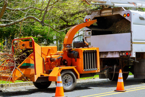 Best Tree Health Inspection  in Kinnelon, NJ