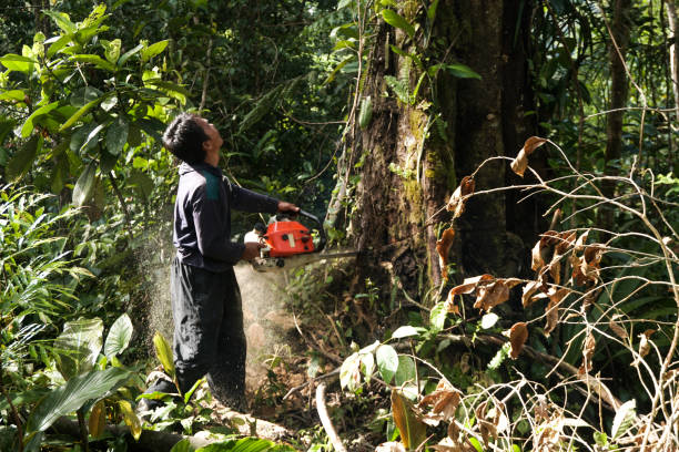 Best Tree Risk Assessment  in Kinnelon, NJ