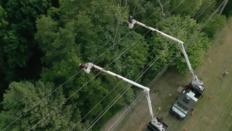 Best Palm Tree Trimming  in Kinnelon, NJ