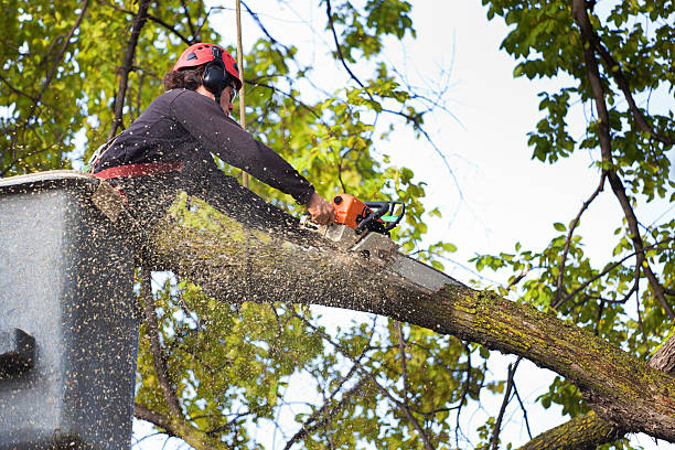 Lawn Maintenance Plans in Kinnelon, NJ