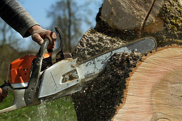 Best Arborist Consultation Services  in Kinnelon, NJ